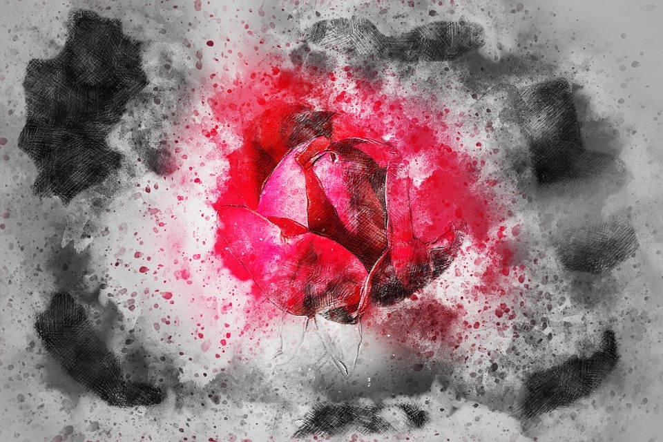A red rose is breaking through a solid white/grey background