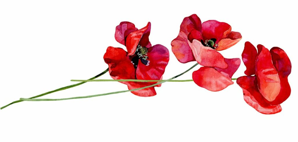 A watercolor-style illustration of red poppies.