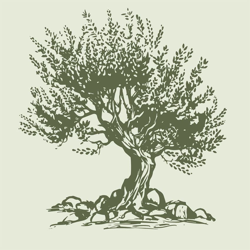 Woodcut-style illustration of an olive tree in solid green on a light green background.