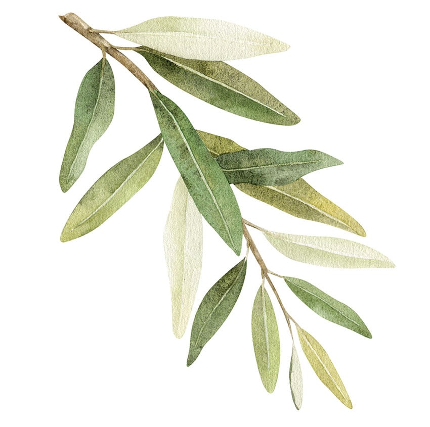 A simple olive branch rendered in watercolors.
