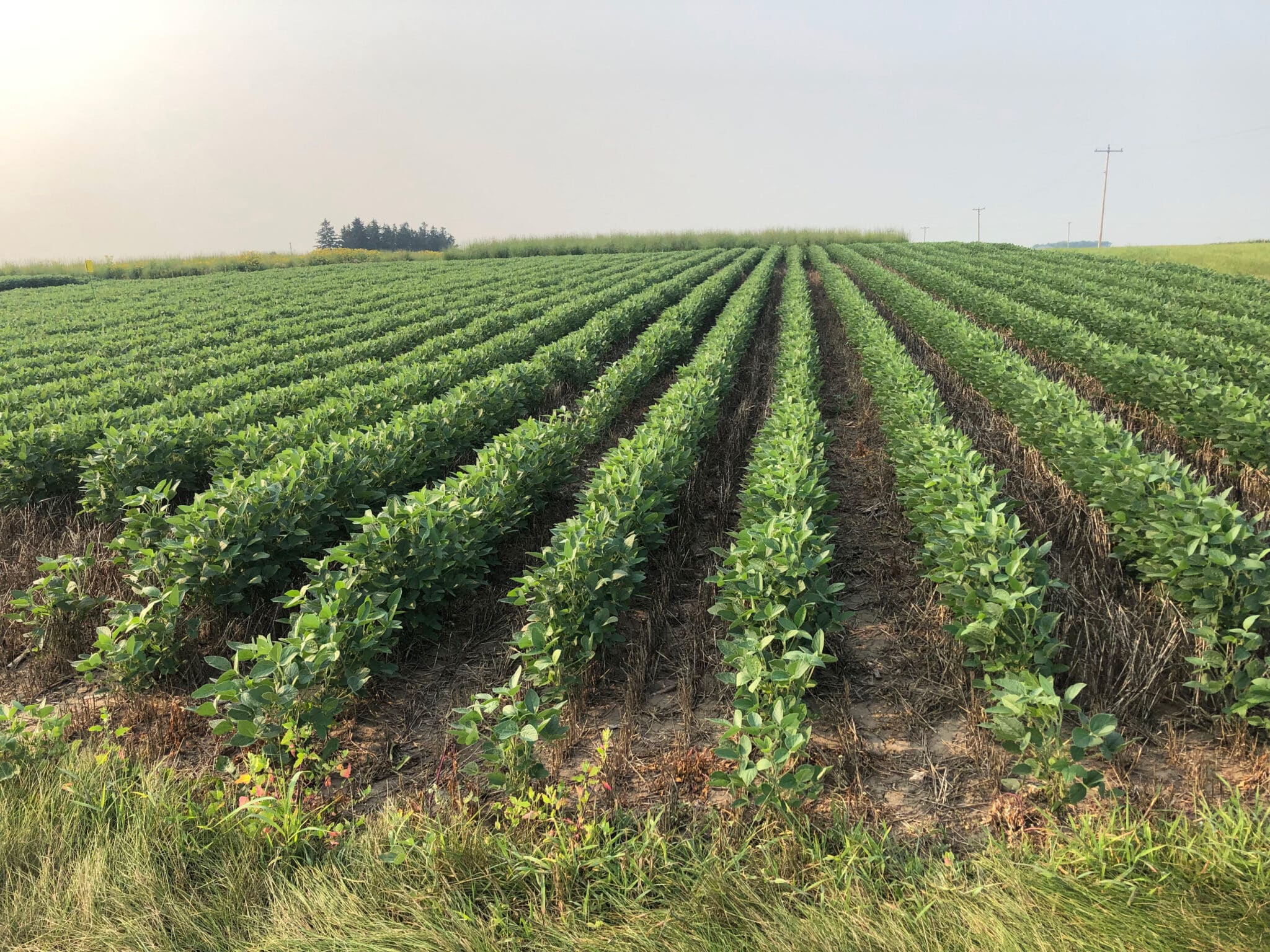 Soybean with wheat cover crop. Wisconsin. Photo Credit: Ben Iuliano