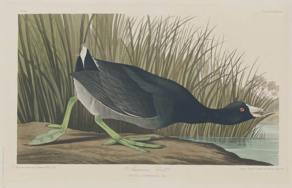 American Coot, Rogert Havell Jr. Courtesy National Gallery of Art, Washington