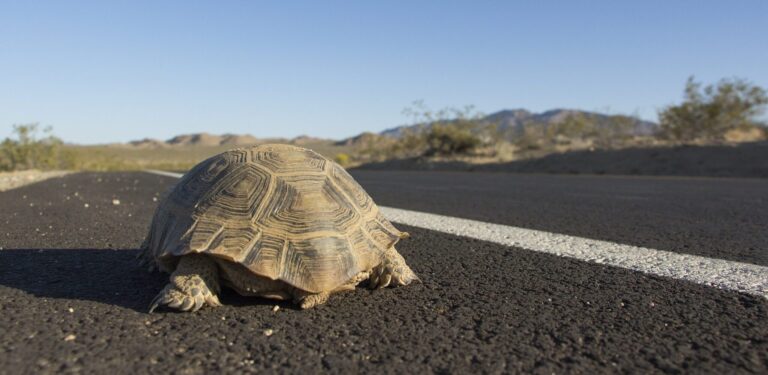 Desert tortoise (Gopherus agassizii); crossing roadway. Photo Credit: Joshua Tree National Park via Wikimedia