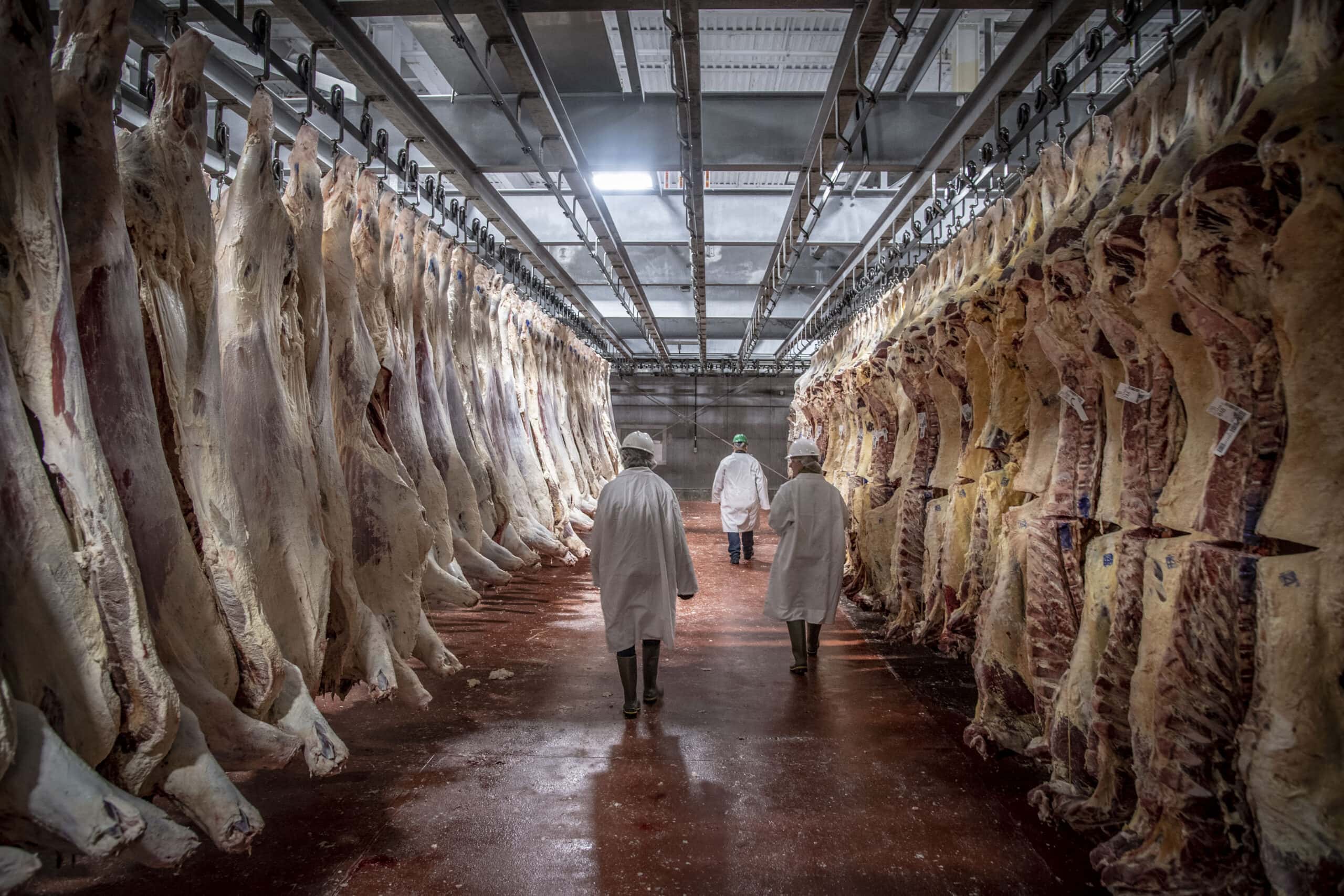 US Department of Agriculture (USDA) meat inspectors and graders perform their mission. Photo Credit: USDA photo by Preston Keres. Original public domain image from Flickr