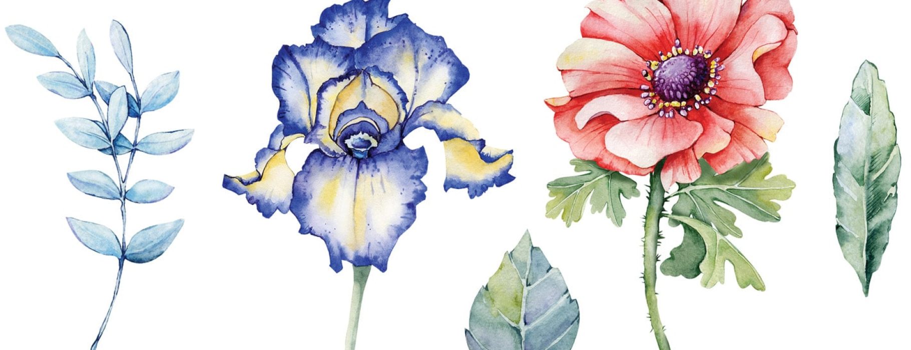 Watercolor-style illustration of botanicals: from left to right: an olive branch, a blue iris, a rose leaf, a red poppy, and a narrow green leaf.