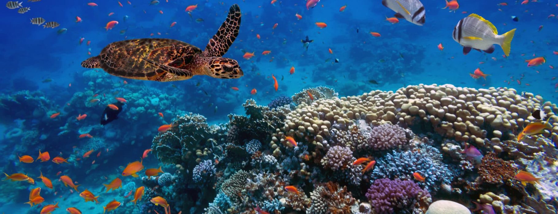 Colorful coral reef with many fishes and sea turtle.