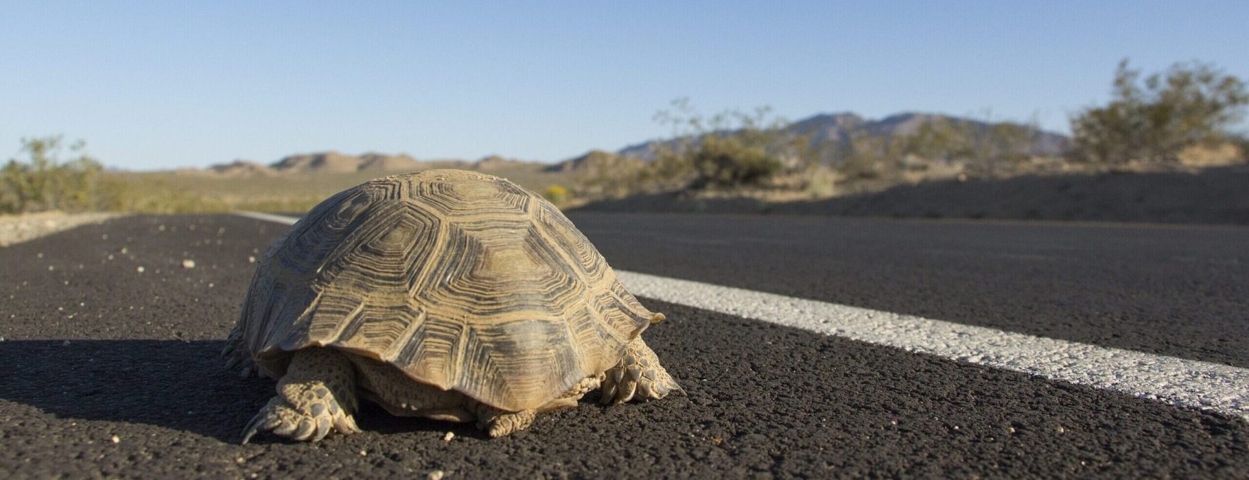 Desert tortoise (Gopherus agassizii); crossing roadway. Photo Credit: Joshua Tree National Park via Wikimedia