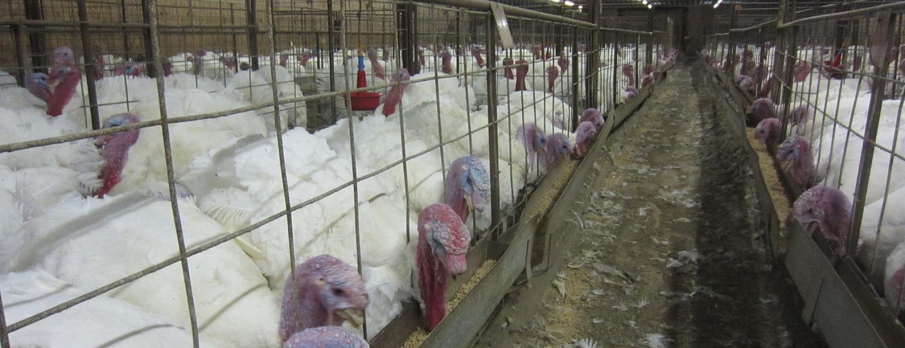 Overcrowding_of_turkeys_found_during_an_undercover_investigation_at_a_factory_farm_in_North_Carolina_owned_by_Butterball._02