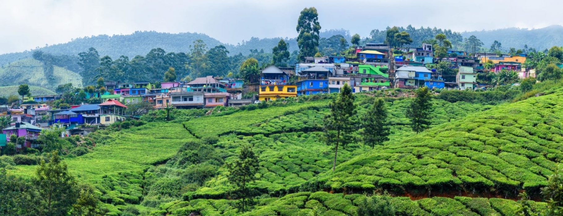 tea plantation